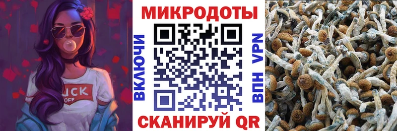 Галлюциногенные грибы Psilocybine cubensis  Краснодар 
